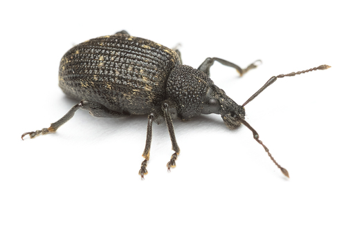 Otiorhynchus sulcatus
