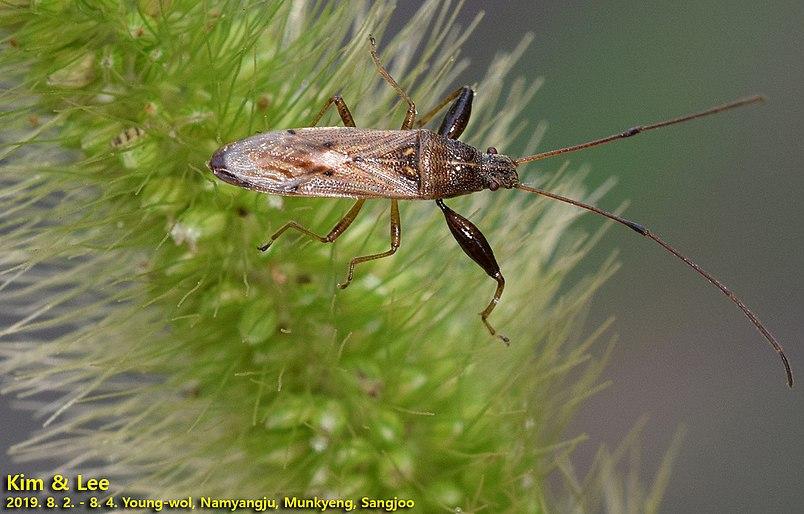 Pachygrontha antennata