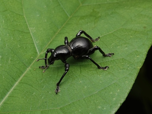 Pachyrhynchus infernalis