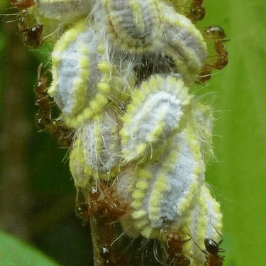 Paracoccus marginatus