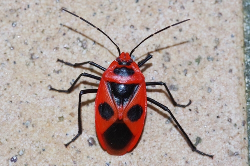 Parastrachia japonensis