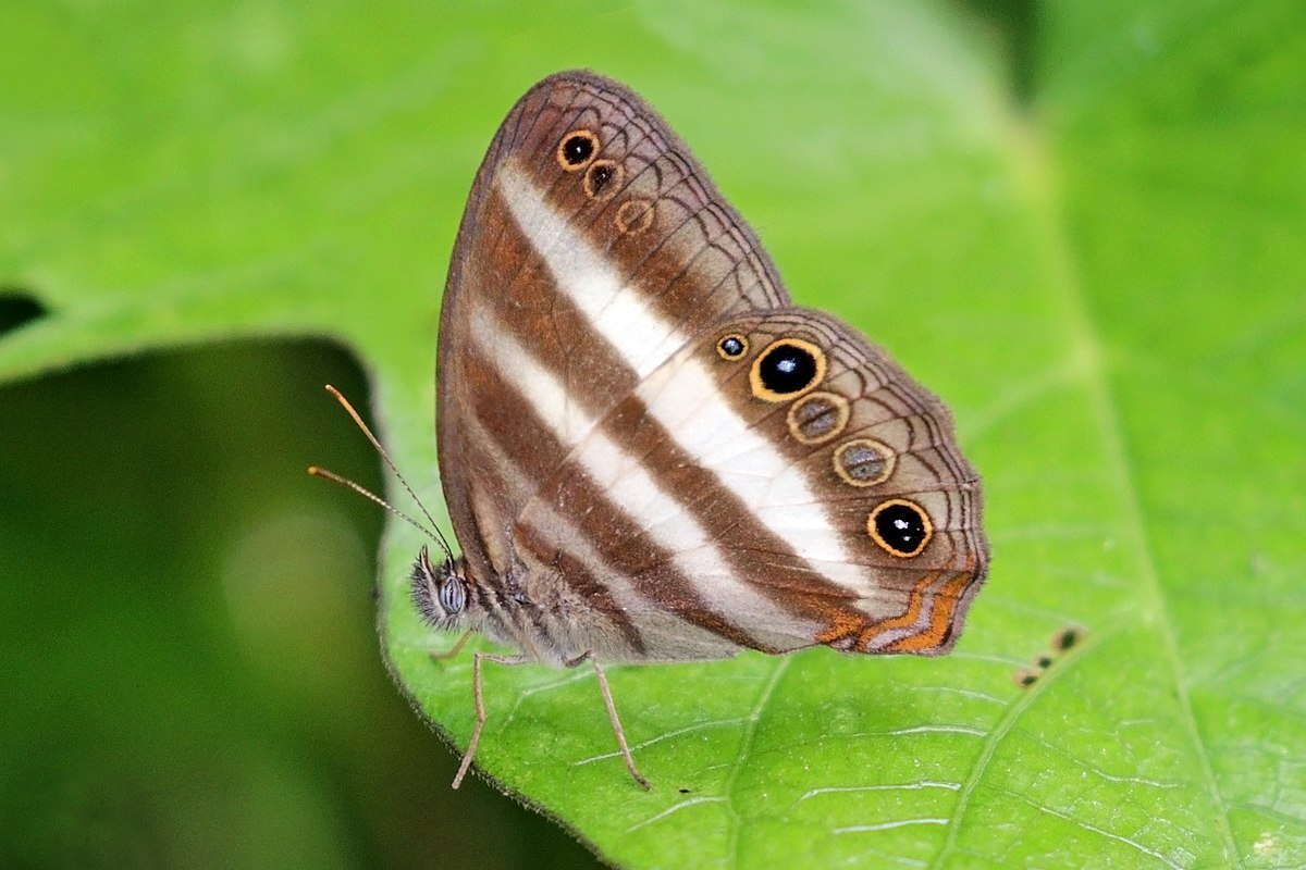 Pareuptychia ocirrhoe