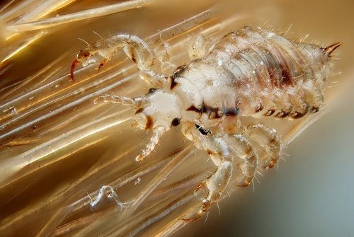 Pediculus humanus humanus