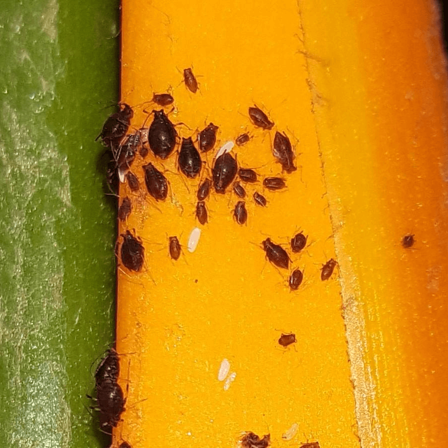 Pentalonia nigronervosa