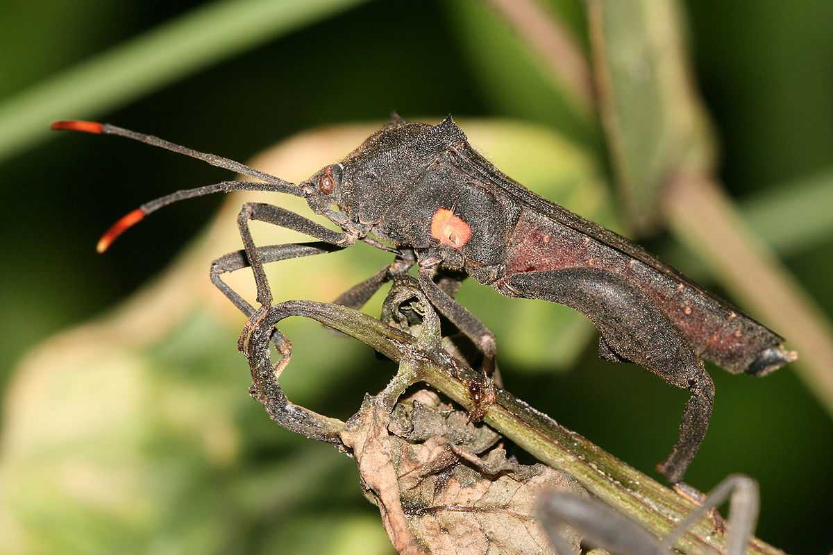 Pentatomomorpha