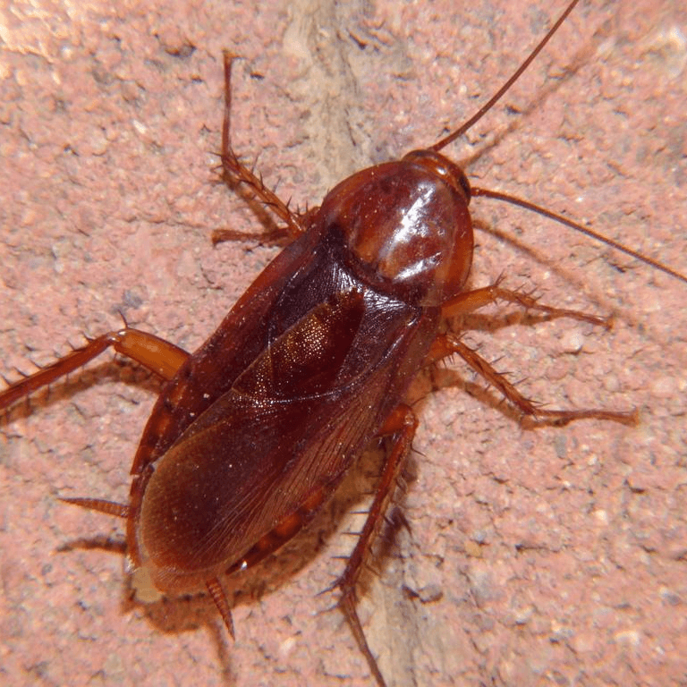 Periplaneta americana