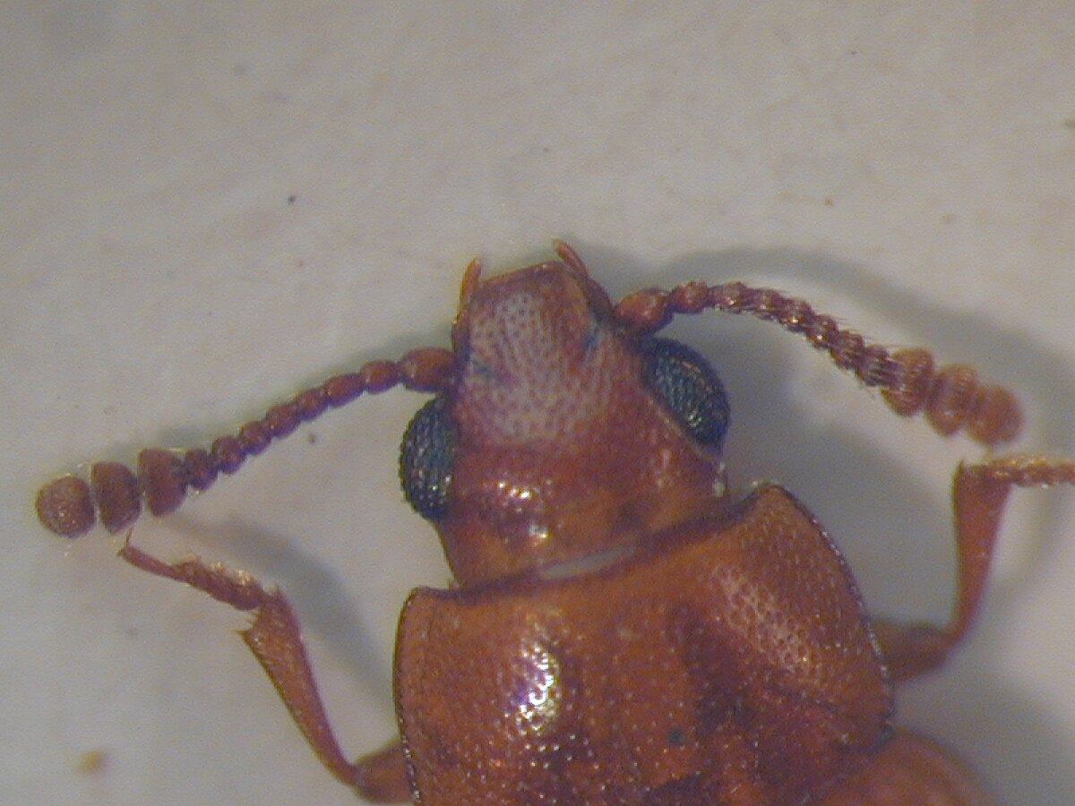 Pharaxonotha floridana