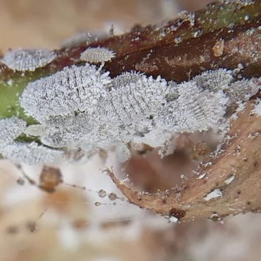 Phenacoccus solenopsis