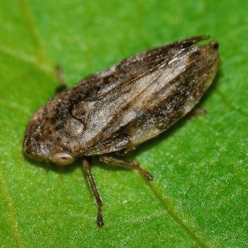 Philaenus spumarius