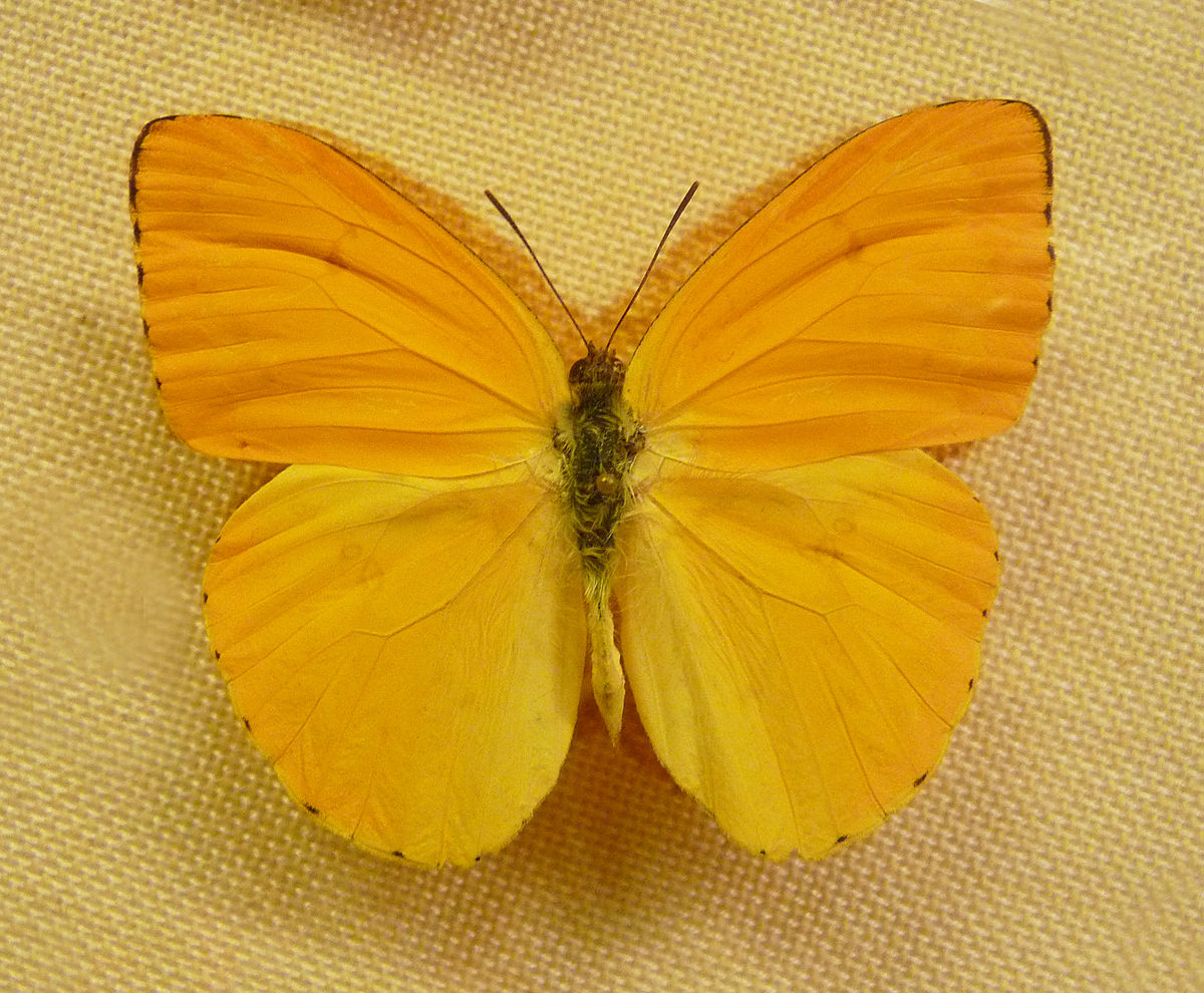 Phoebis argante