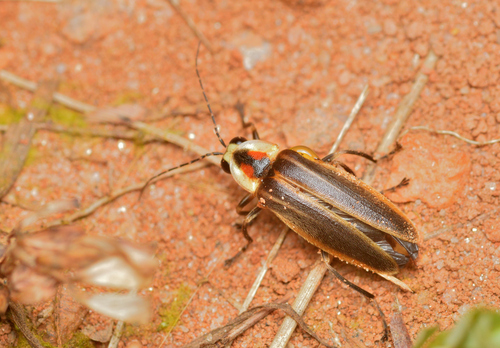 Photuris versicolor