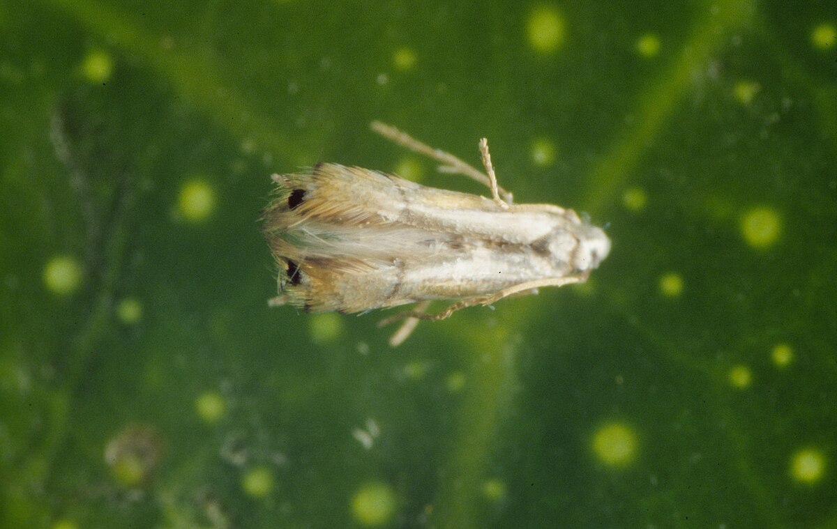Phyllocnistis citrella