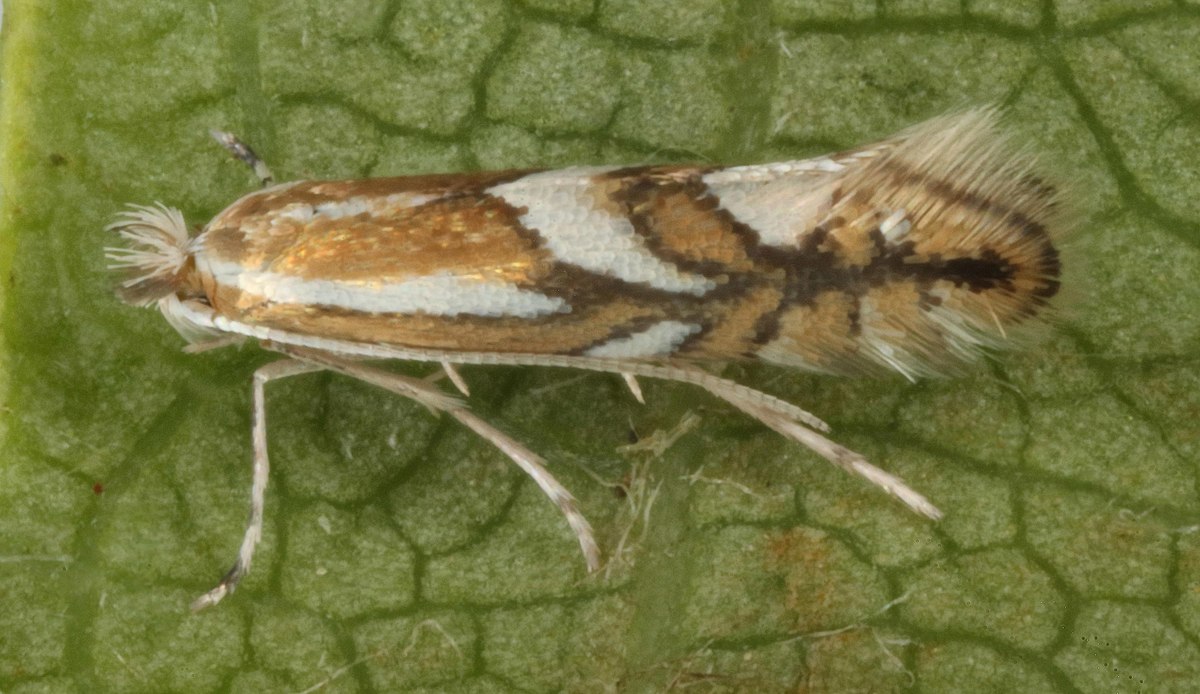 Phyllonorycter blancardella