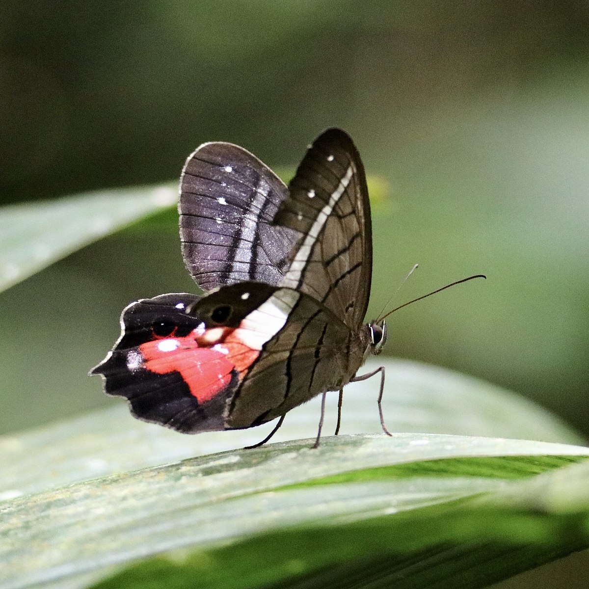 Pierella helvina