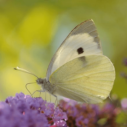 Pieris brassicae