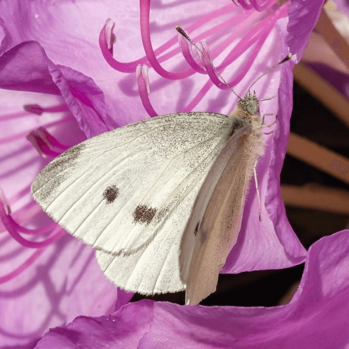Pieris rapae