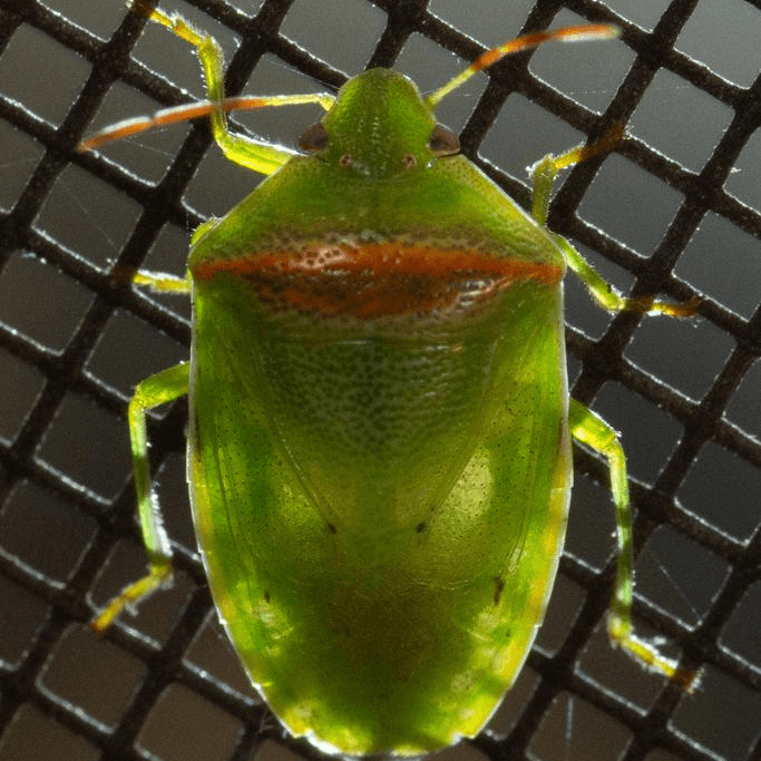 Piezodorus guildinii