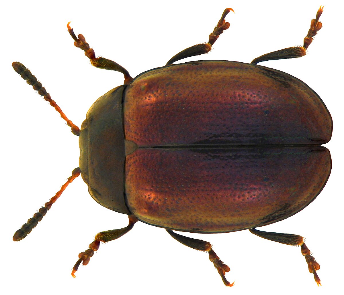 Plagiodera versicolora