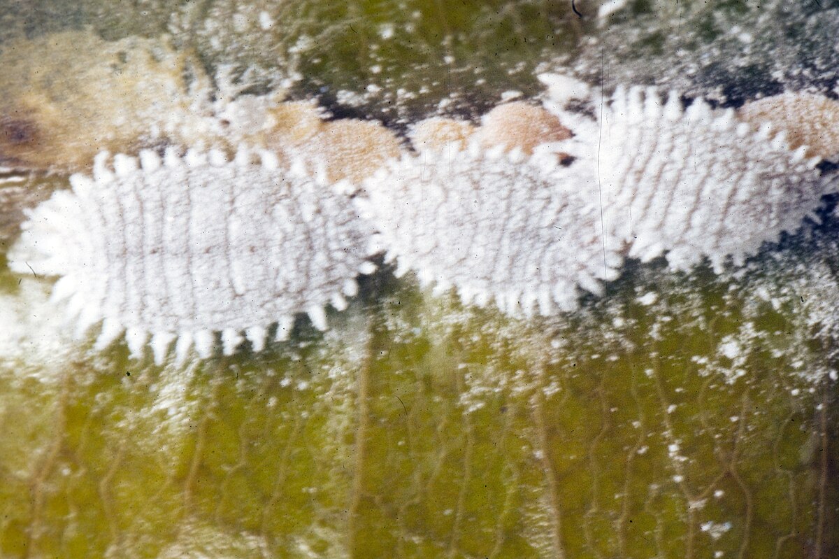 Planococcus citri