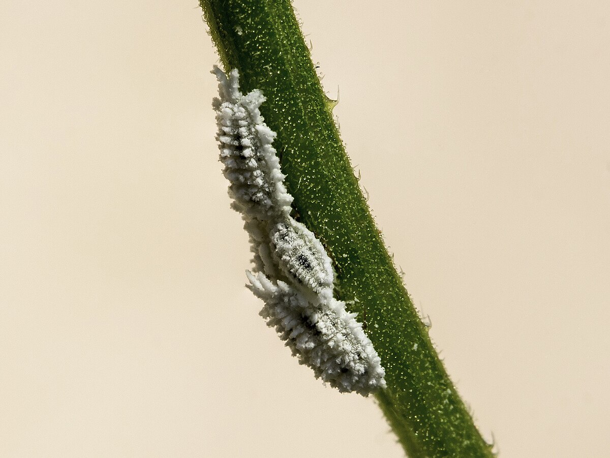 Planococcus ficus