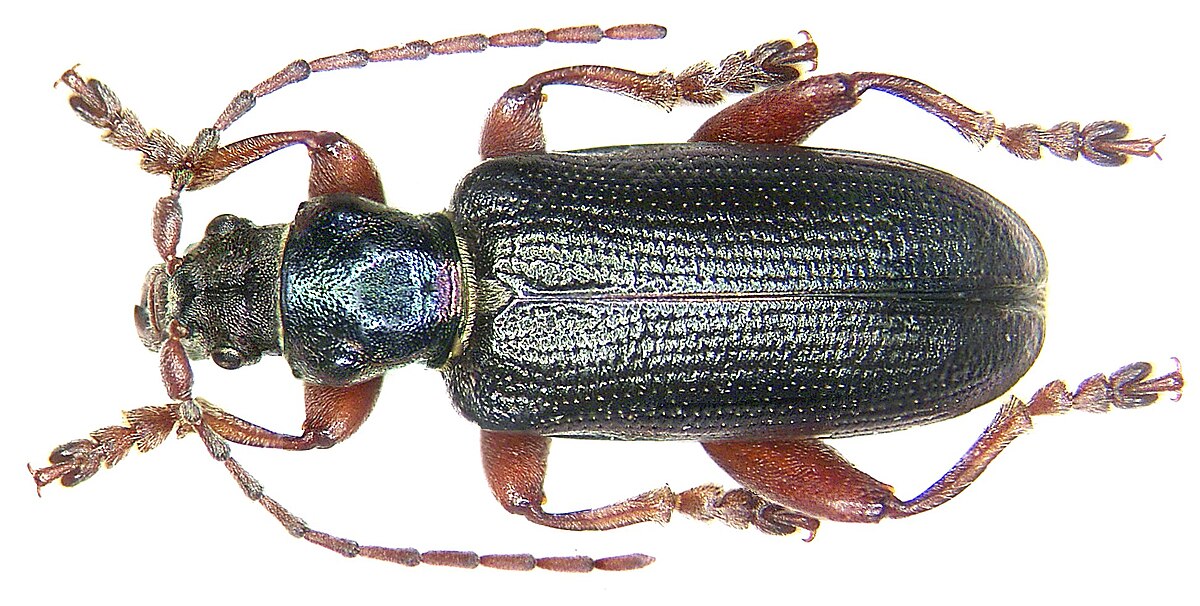 Plateumaris braccata