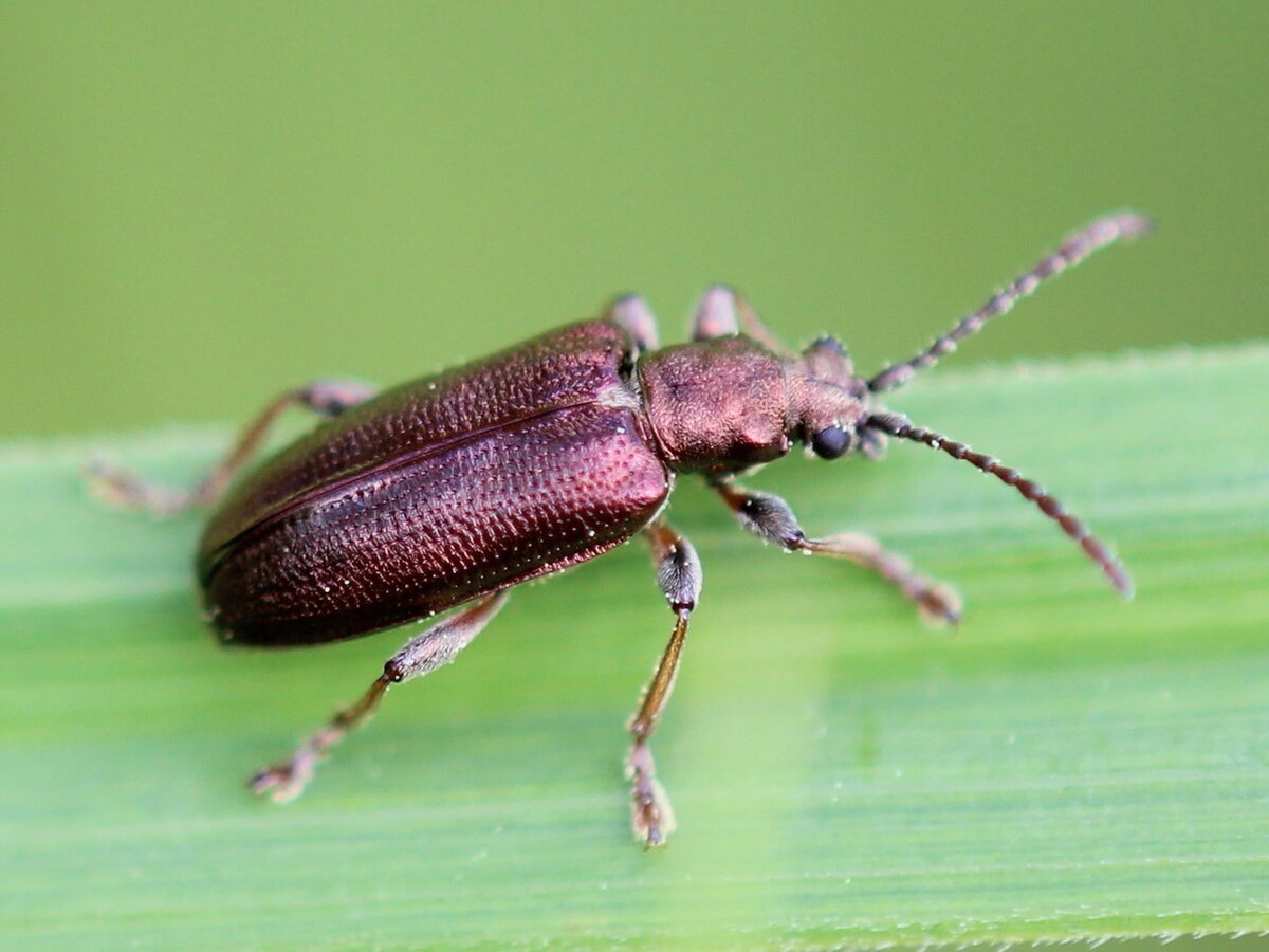 Plateumaris pusilla