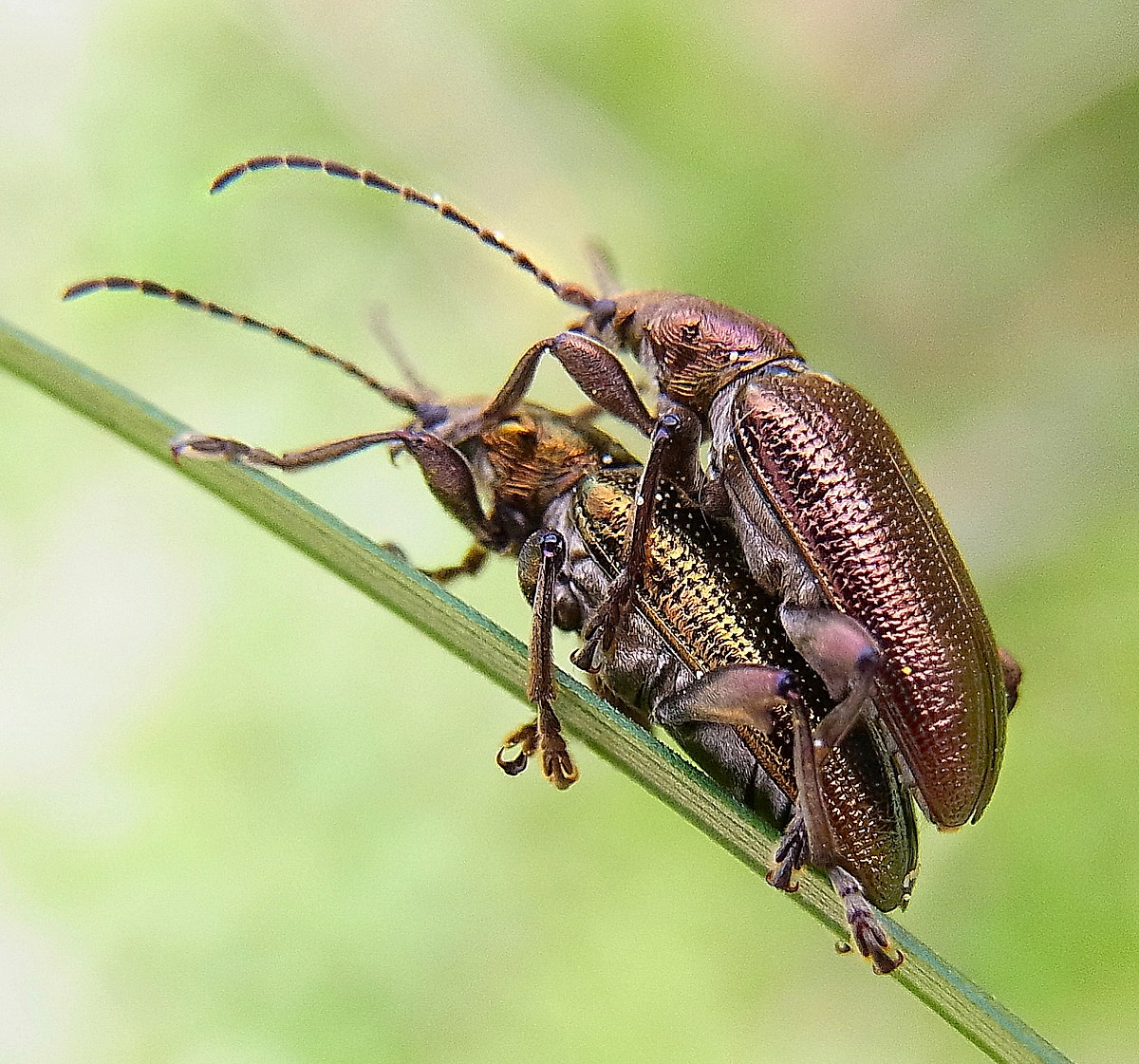 Plateumaris sericea