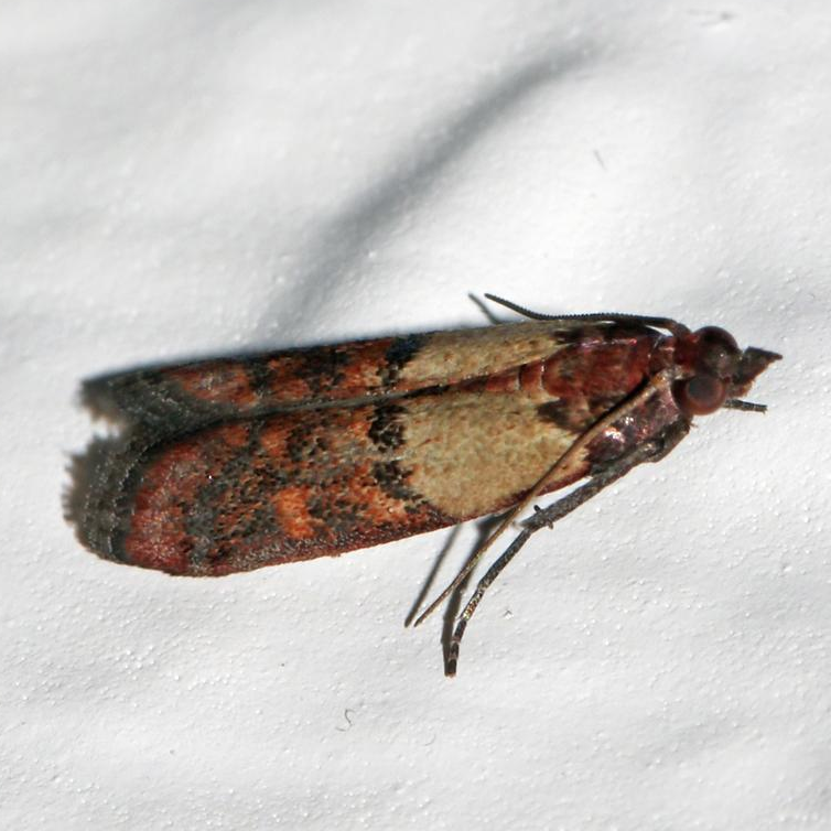 Plodia interpunctella