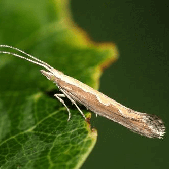 Plutella xylostella