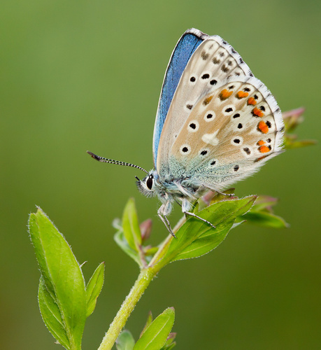 Polyommatus bellargus