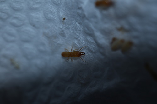 Prorhinotermes flavus