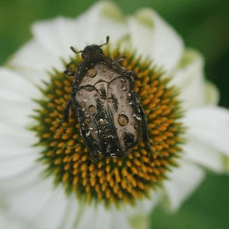 Protaetia brevitarsis