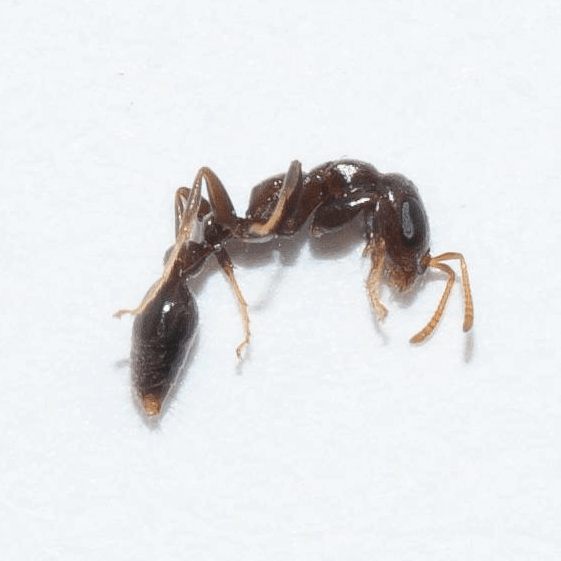 Pseudomyrmex cubaensis