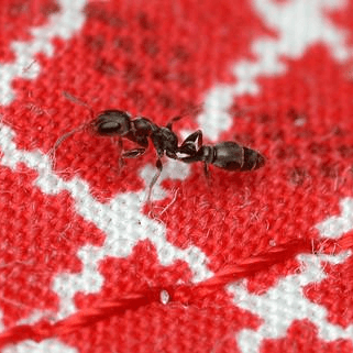 Pseudomyrmex elongatus