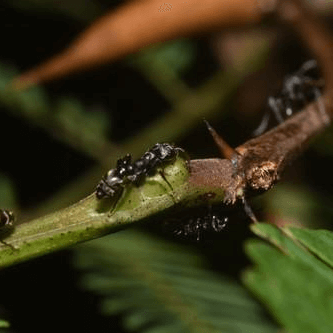 Pseudomyrmex flavicornis