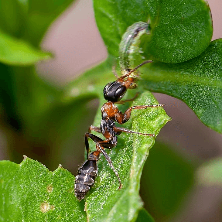 Pseudomyrmex gracilis