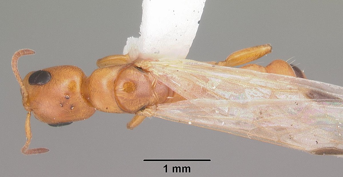 Pseudomyrmex seminole