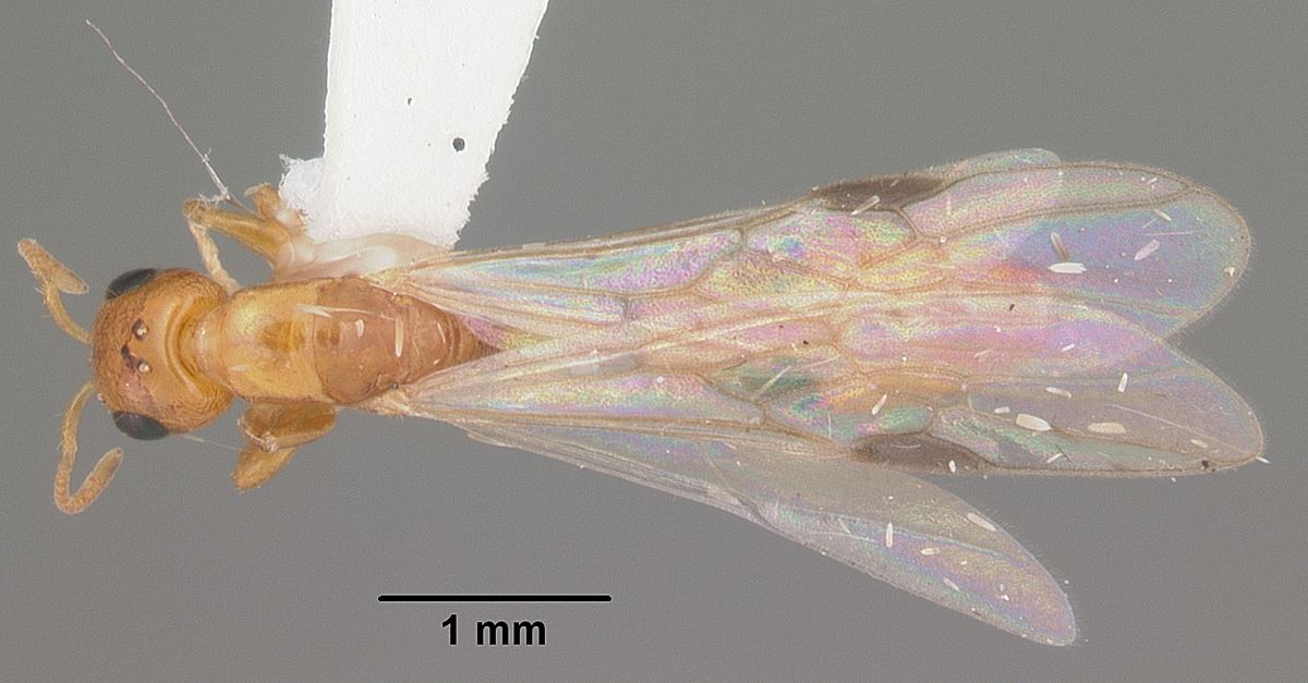 Pseudomyrmex simplex