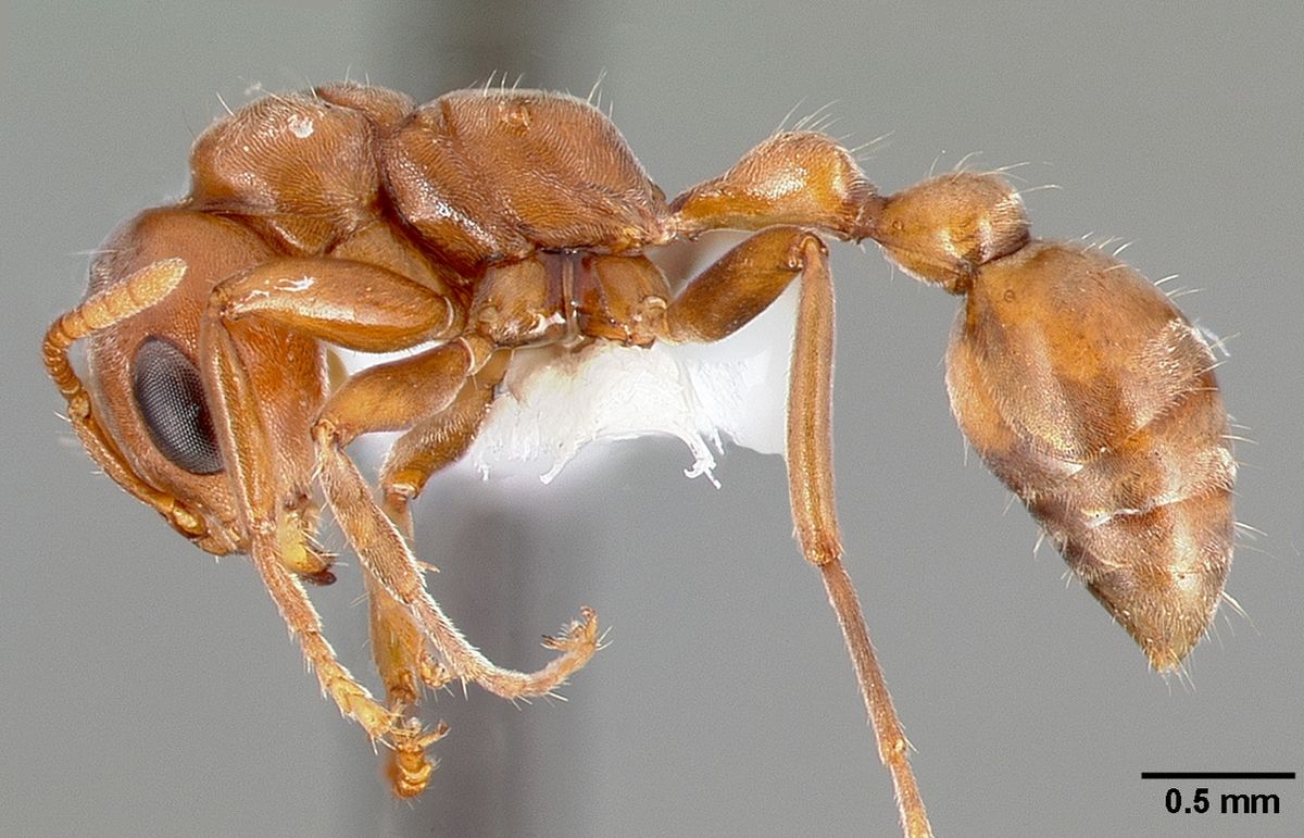 Pseudomyrmex spinicola