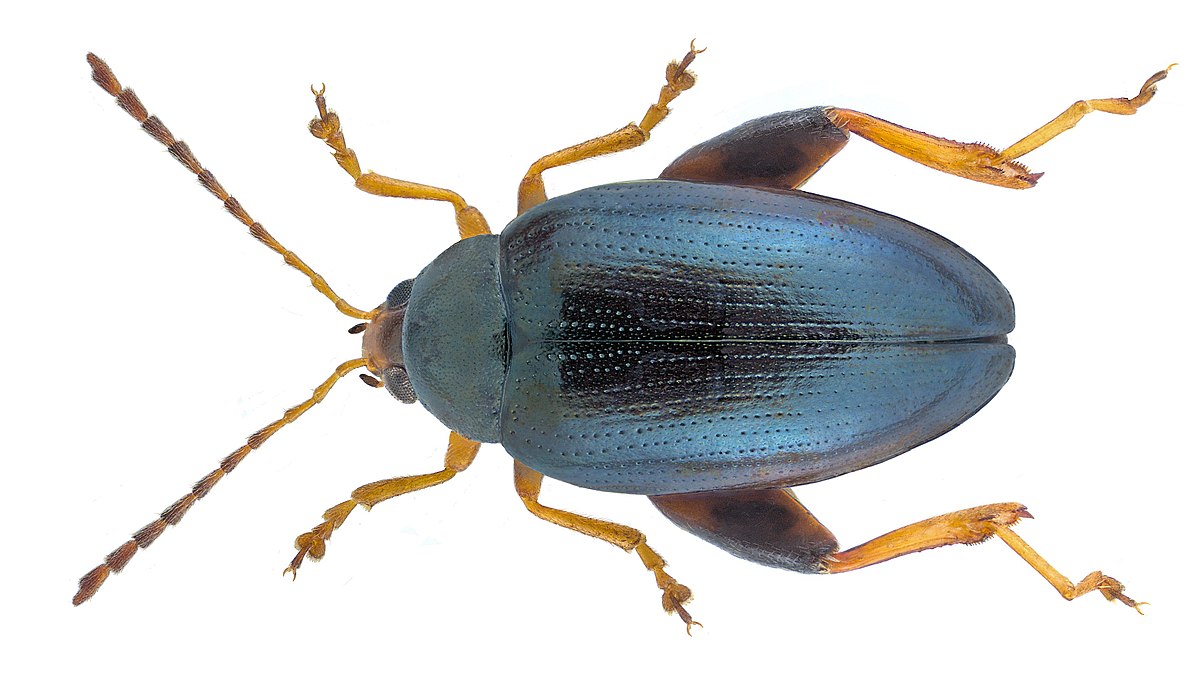 Psylliodes chrysocephala