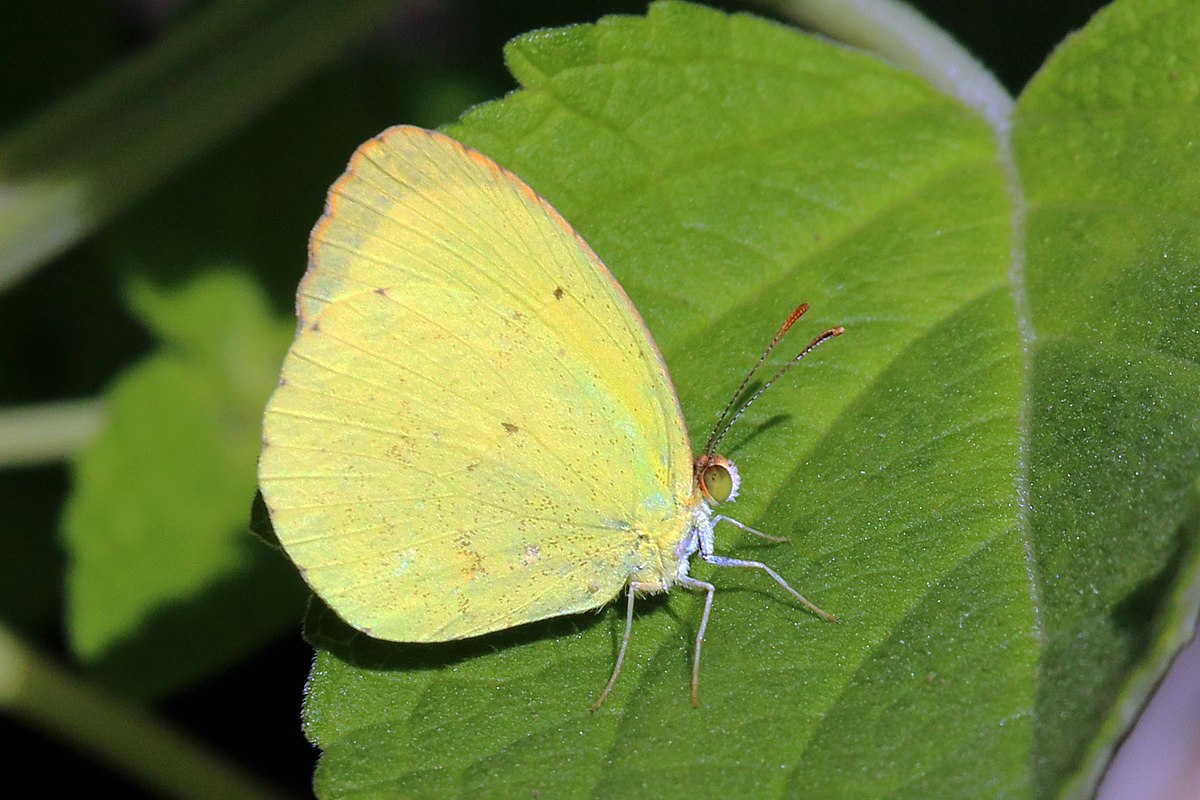 Pyrisitia nise