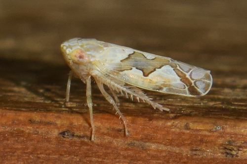 Recilia dorsalis
