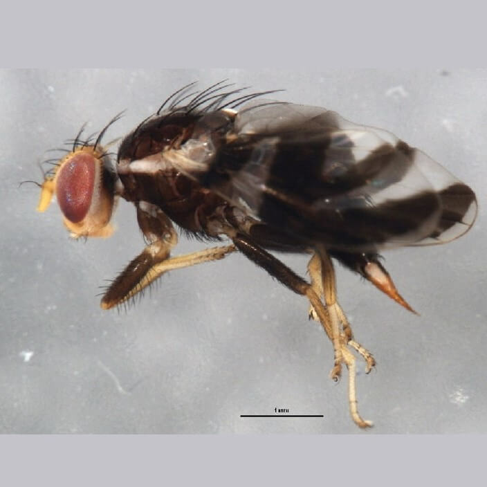 Rhagoletis pomonella