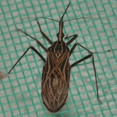 Rhodnius prolixus