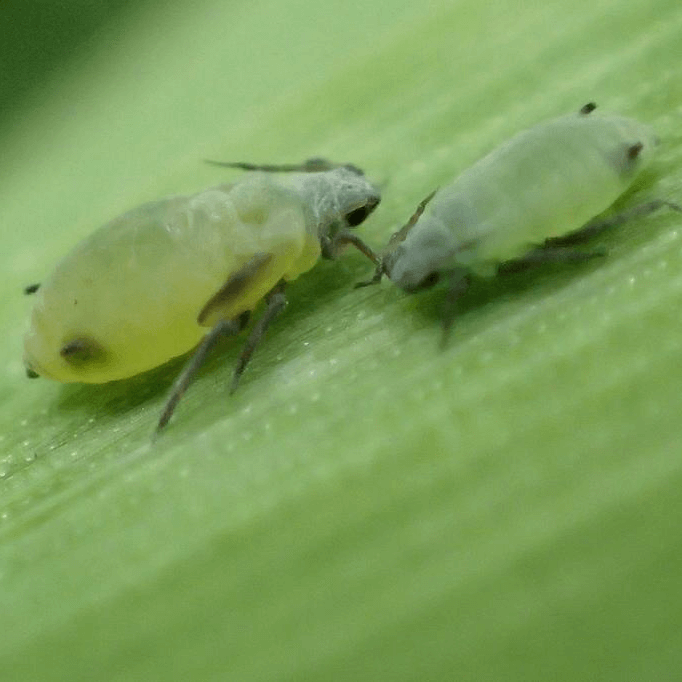 Rhopalosiphum maidis