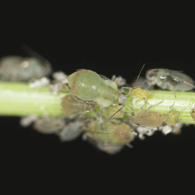 Rhopalosiphum padi