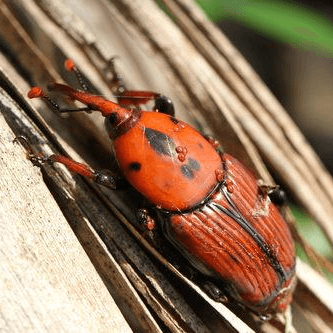 Rhynchophorus ferrugineus