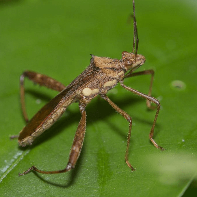Riptortus pedestris