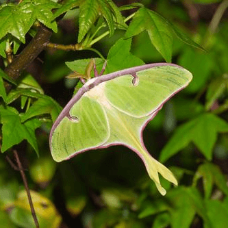 Saturniidae