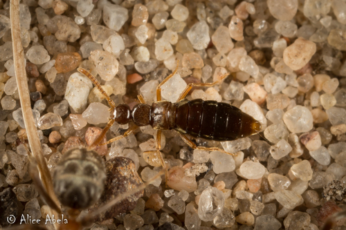 Sceptobius lativentris